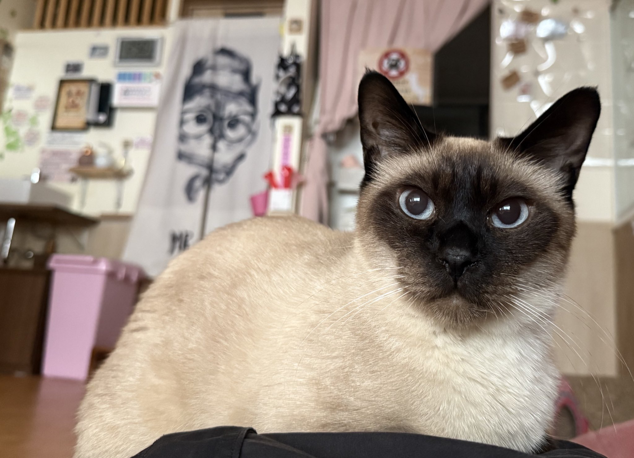 保護猫のシューくん