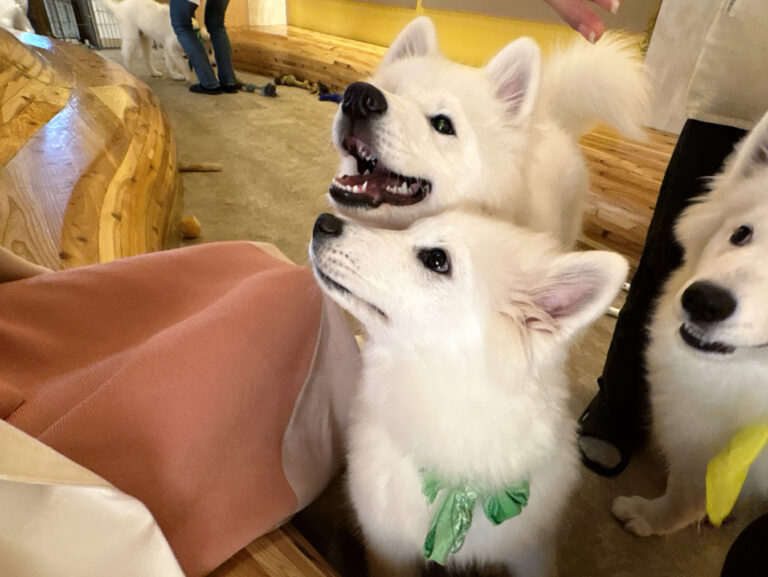 メンバーたち
