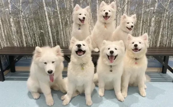 サモエド